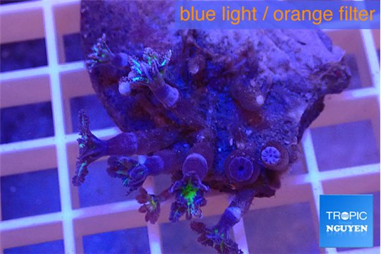 Clavularia papaya green purple 2-4 cm WYSIWYG acclimaté