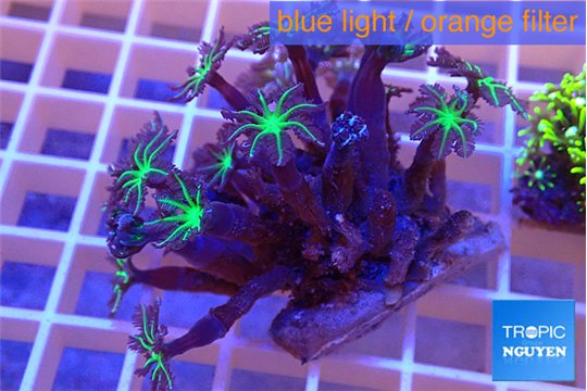 Clavularia papaya green purple 3-6 cm WYSIWYG acclimaté