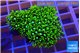 Pachyclavularia neon green 3-5 cm WYSIWYG acclimaté
