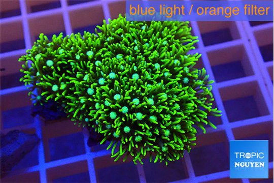 Pachyclavularia neon green 3-5 cm WYSIWYG acclimaté