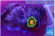 Zoanthus green 1 polyp WYSIWYG acclimaté