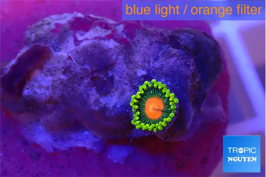 Zoanthus green 1 polyp WYSIWYG acclimaté