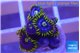 Zoanthus magic green blue 5-8 polyps WYSIWYG acclimaté