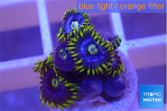 Zoanthus magic green blue 5-8 polyps WYSIWYG acclimaté