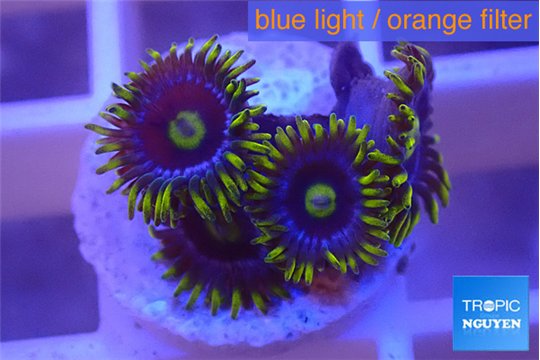 Zoanthus magic green blue 4-5 polyps WYSIWYG acclimaté