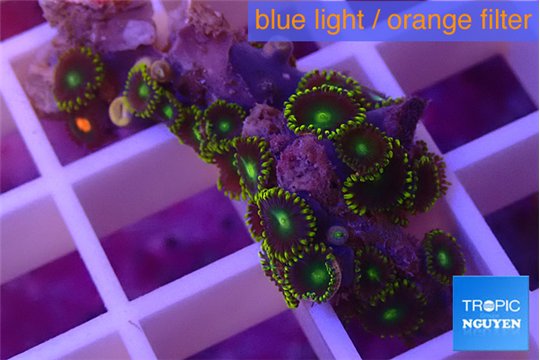 Zoanthus magician blue 3-4 cm WYSIWYG acclimaté