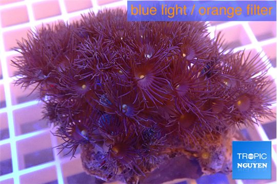 Parazoanthus gracilis yellow polyps 4-5 cm WYSIWYG acclimaté
