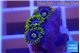 Zoanthus magic green blue 4-5 polyps WYSIWYG acclimaté