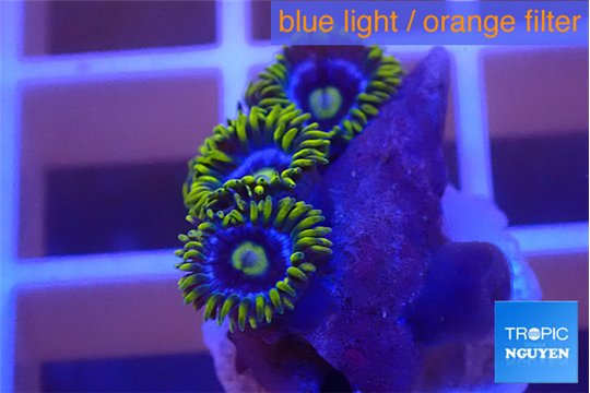 Zoanthus magic green blue 4-5 polyps WYSIWYG acclimaté