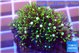 Pachyclavularia neon green 2-4 cm WYSIWYG acclimaté