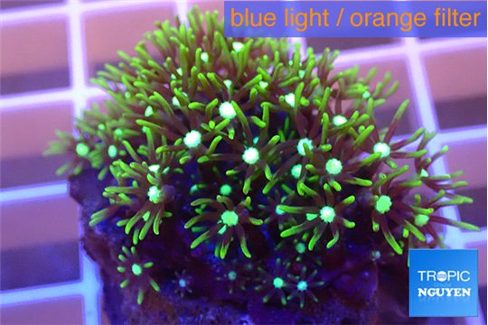 Pachyclavularia neon green 2-4 cm WYSIWYG acclimaté