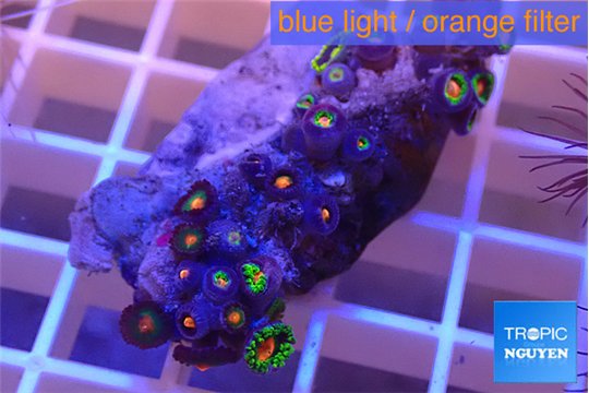 Zoanthus green & Zoanthus orange 3-4 cm WYSIWYG acclimaté