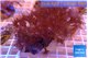 Parazoanthus gracilis yellow polyps 4-5 cm WYSIWYG acclimaté