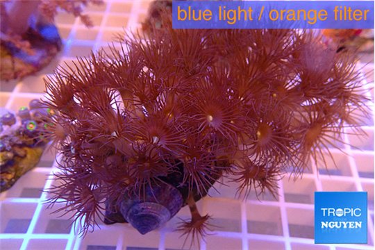 Parazoanthus gracilis yellow polyps 4-5 cm WYSIWYG acclimaté