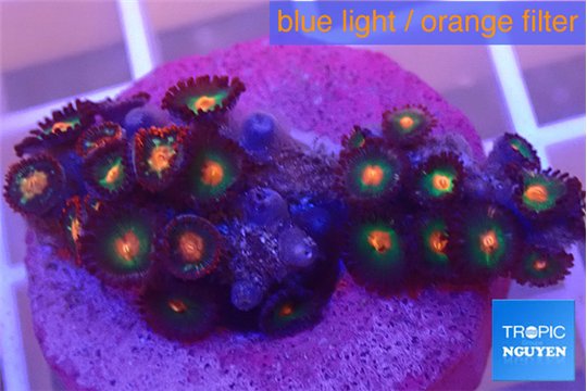 Zoanthus orange 2-4 cm WYSIWYG acclimaté