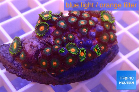 Zoanthus mixed color 4-6 cm WYSIWYG acclimaté