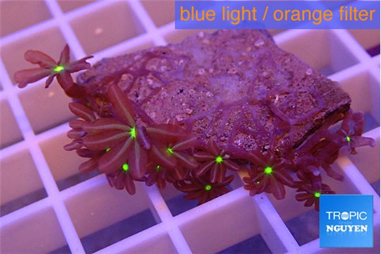 Knopia jasmine polyps 2-4 cm WYSIWYG acclimaté