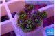 Zoanthus magic green blue 6-9 polyps WYSIWYG acclimaté