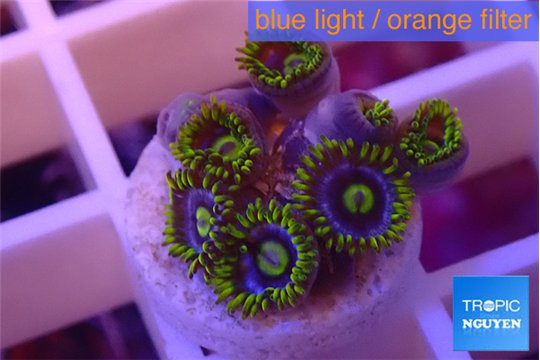 Zoanthus magic green blue 6-9 polyps WYSIWYG acclimaté