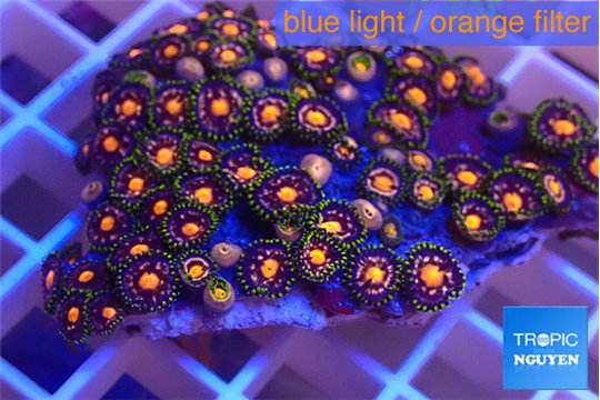 Zoanthus fusion 3-5 cm WYSIWYG acclimaté