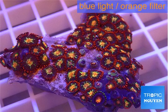 Zoanthus fusion 3-5 cm WYSIWYG acclimaté