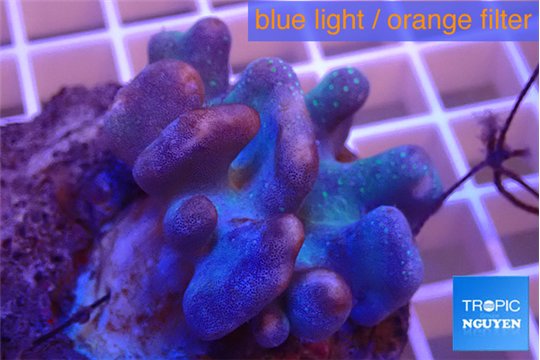 Lobophytum 6-9 cm WYSIWYG acclimaté