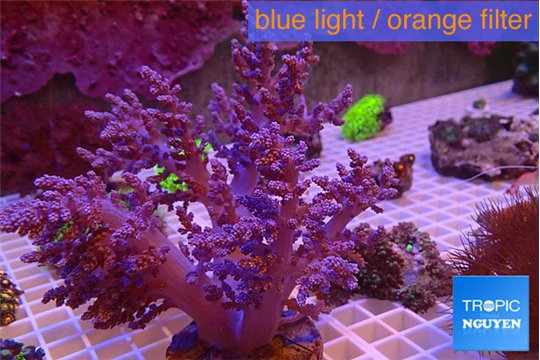 Lithophyton long finger 12-18 cm WYSIWYG acclimaté