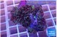 Ricordea yuma red purple 4-5 polyps WYSIWYG acclimaté