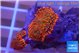 Rhodactis red blue superman 2 polyps WYSIWYG acclimaté