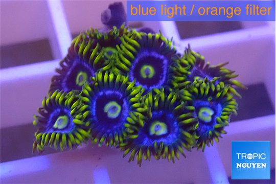 Zoanthus magic green blue 7-11 polyps WYSIWYG acclimaté