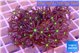 Knopia jasmine polyps 3-5 cm WYSIWYG acclimaté