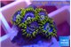 Zoanthus magic green blue 5-6 polyps WYSIWYG acclimaté