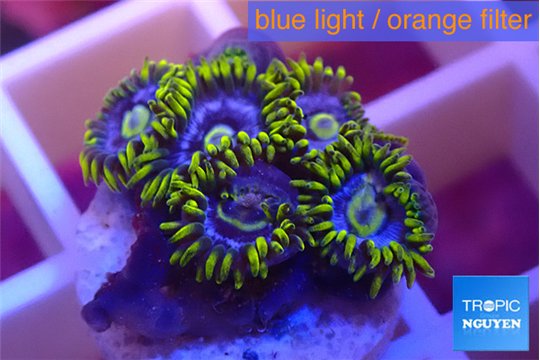 Zoanthus magic green blue 5-6 polyps WYSIWYG acclimaté