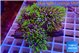 Pachyclavularia neon green 5-8 cm WYSIWYG acclimaté