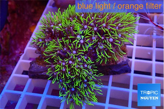 Pachyclavularia neon green 5-8 cm WYSIWYG acclimaté