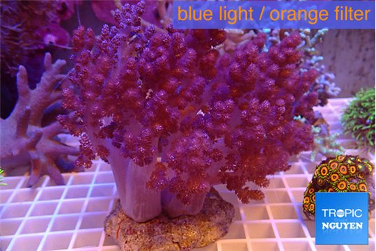 Cladiella long finger 8-16 cm WYSIWYG acclimaté