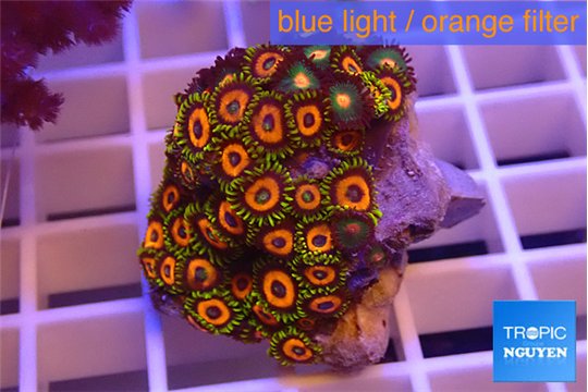 Zoanthus phoenix 2-4 cm WYSIWYG acclimaté