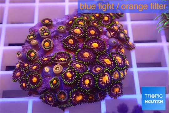 Zoanthus fusion 3-5 cm WYSIWYG acclimaté