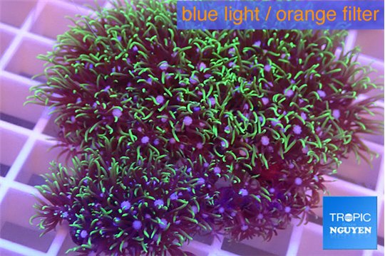 Pachyclavularia green 4-6 cm WYSIWYG acclimaté