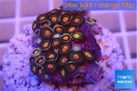 Zoanthus orange 3-4 cm WYSIWYG acclimaté