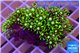 Pachyclavularia neon green 3-5 cm WYSIWYG acclimaté
