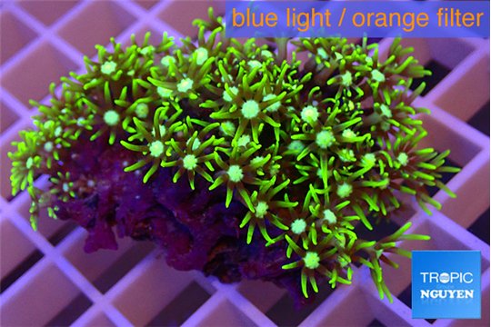 Pachyclavularia neon green 3-5 cm WYSIWYG acclimaté