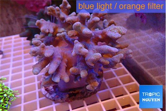 Sinularia short finger 9-16 cm WYSIWYG acclimaté