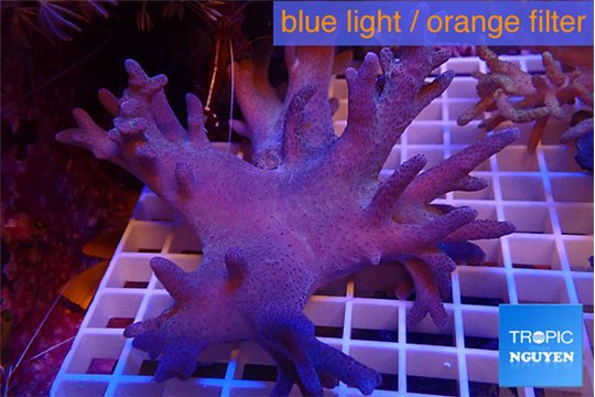 Sinularia short finger 14-20 cm WYSIWYG acclimaté