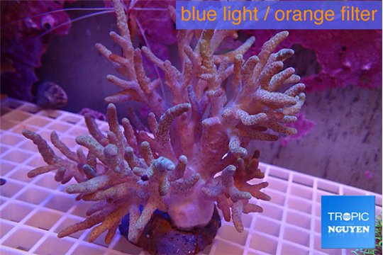 Sinularia long finger 14-20 cm WYSIWYG acclimaté