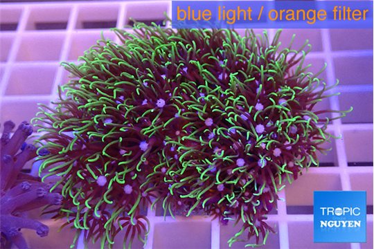 Pachyclavularia green 4-6 cm WYSIWYG acclimaté