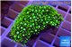 Pachyclavularia neon green 3-4 cm WYSIWYG acclimaté