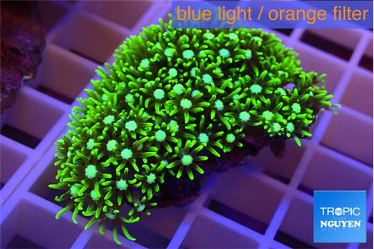 Pachyclavularia neon green 3-4 cm WYSIWYG acclimaté