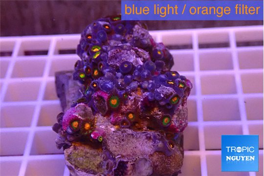 Zoanthus orange 4-6 cm WYSIWYG acclimaté