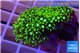 Pachyclavularia neon green 2-3 cm WYSIWYG acclimaté
